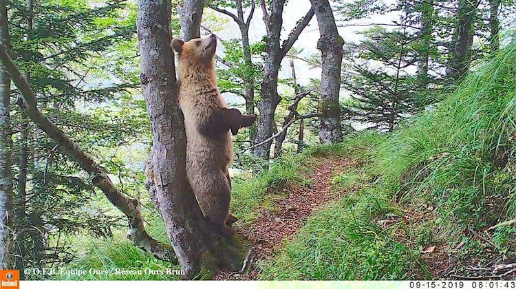 La population d’ours en progression dans les Pyrénées